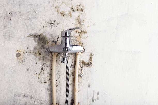 Best Mold Testing  in Key Biscayne, FL