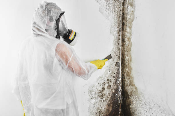 Best Mold Damage Repair  in Key Biscayne, FL