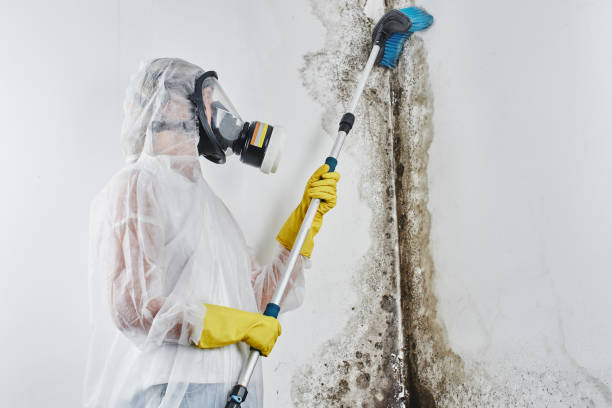Best Affordable Mold Removal  in Key Biscayne, FL