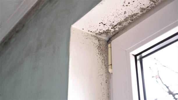 Best Black Mold Removal  in Key Biscayne, FL