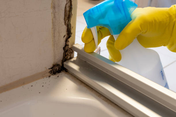 Key Biscayne, FL Mold Removal Company