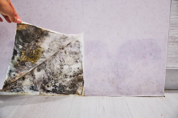 Best Mold Removal Company Near Me  in Key Biscayne, FL